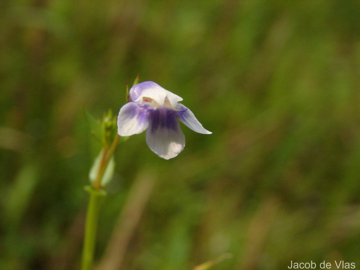 Lindernia hyssopioides (L.) Haines